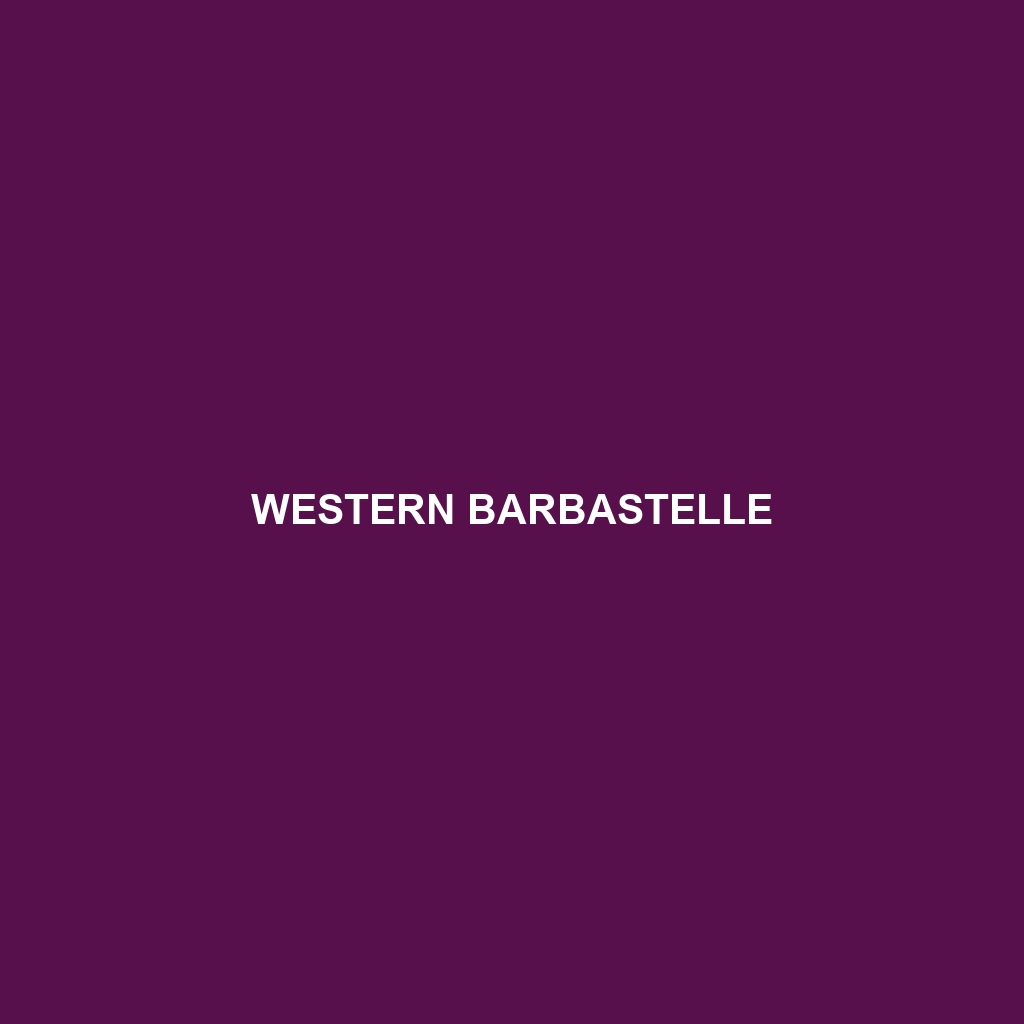 Western Barbastelle