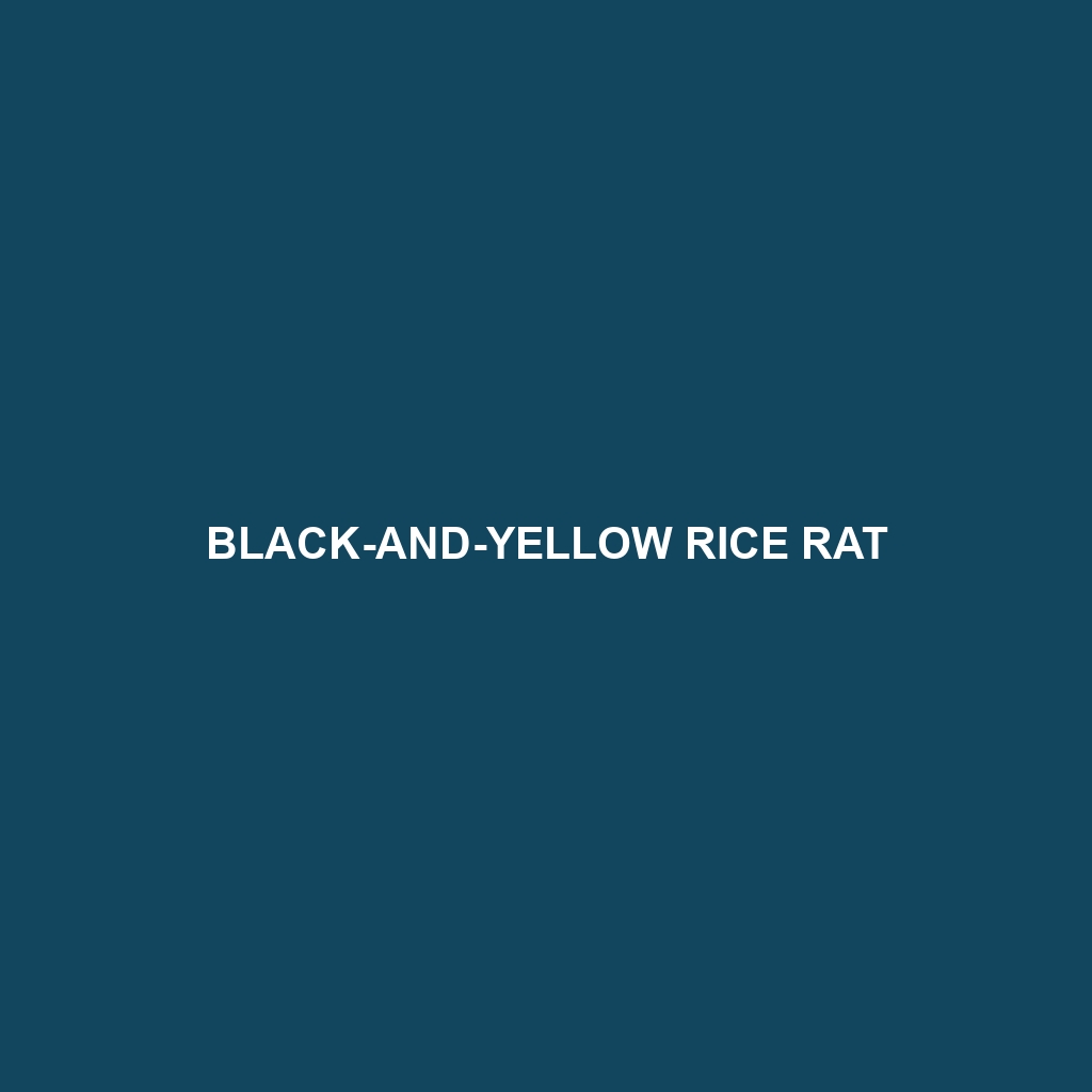 Black-and-Yellow Rice Rat