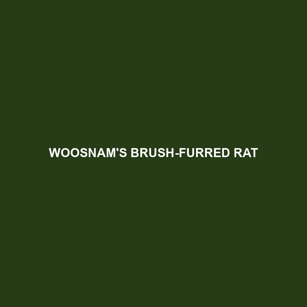 Woosnam's Brush-furred Rat