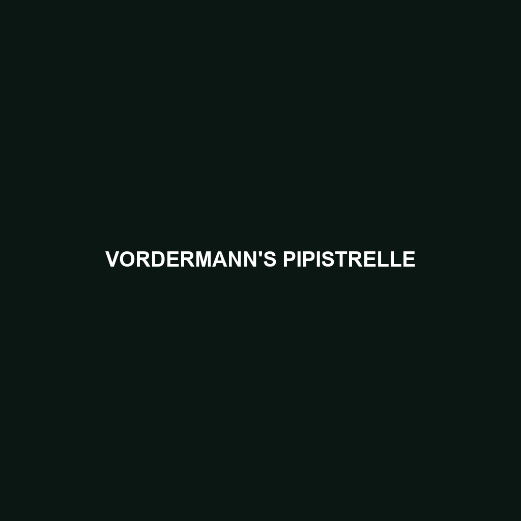 Vordermann's Pipistrelle