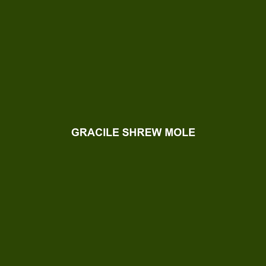 Gracile Shrew Mole