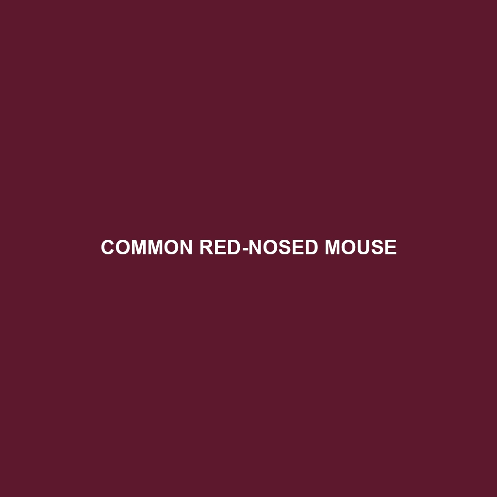 Common Red-nosed Mouse