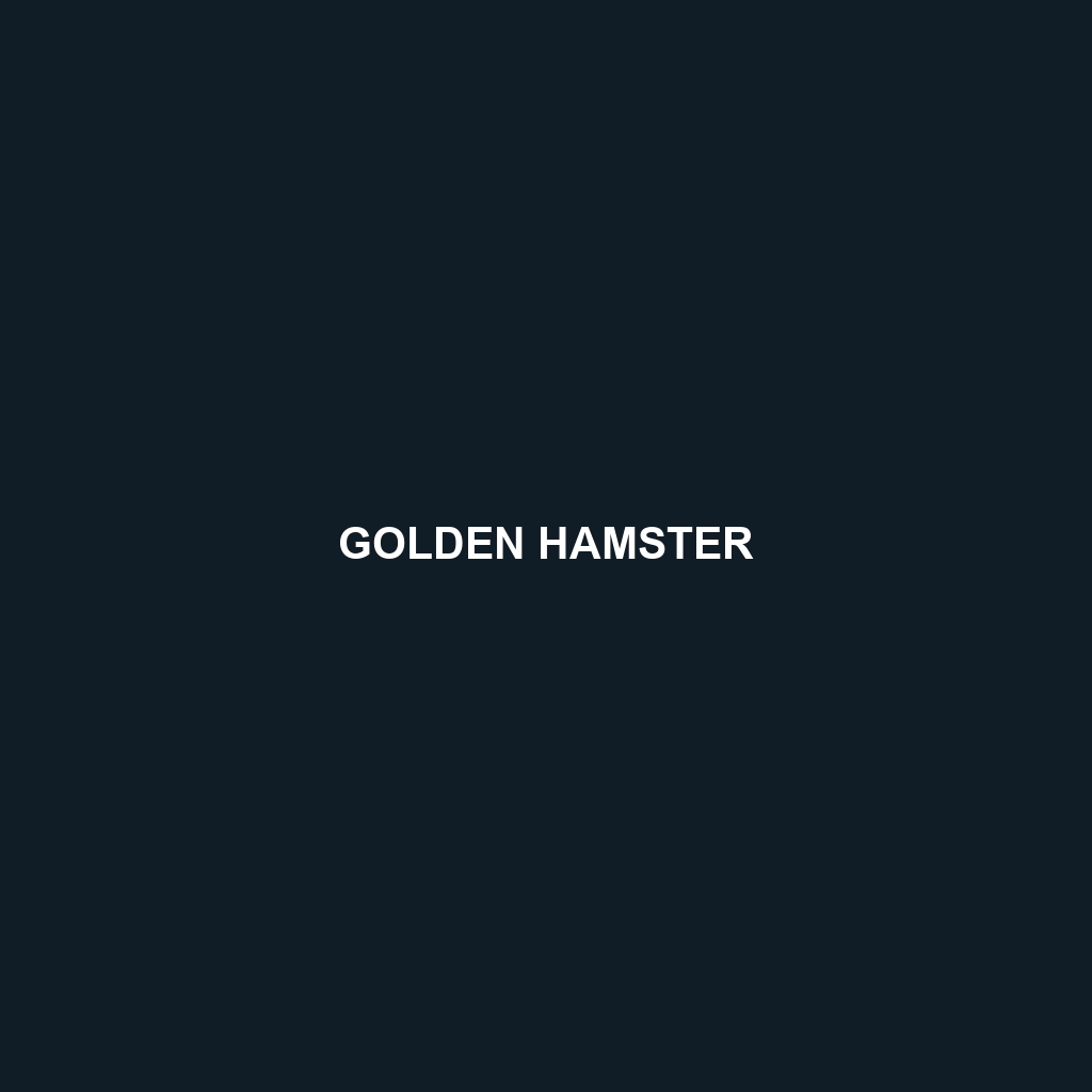 Golden Hamster