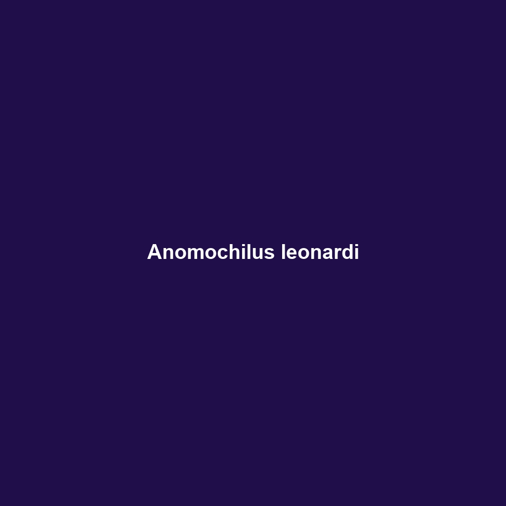 Anomochilus leonardi