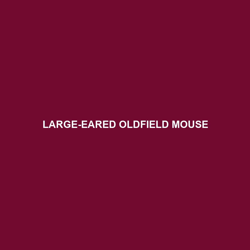 Large-eared Oldfield Mouse