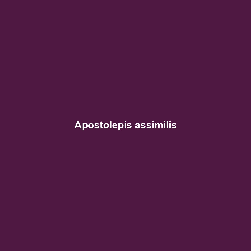 Apostolepis assimilis