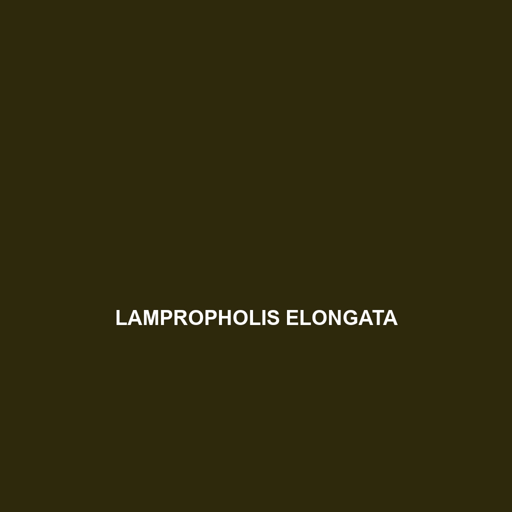 Lampropholis elliotensis