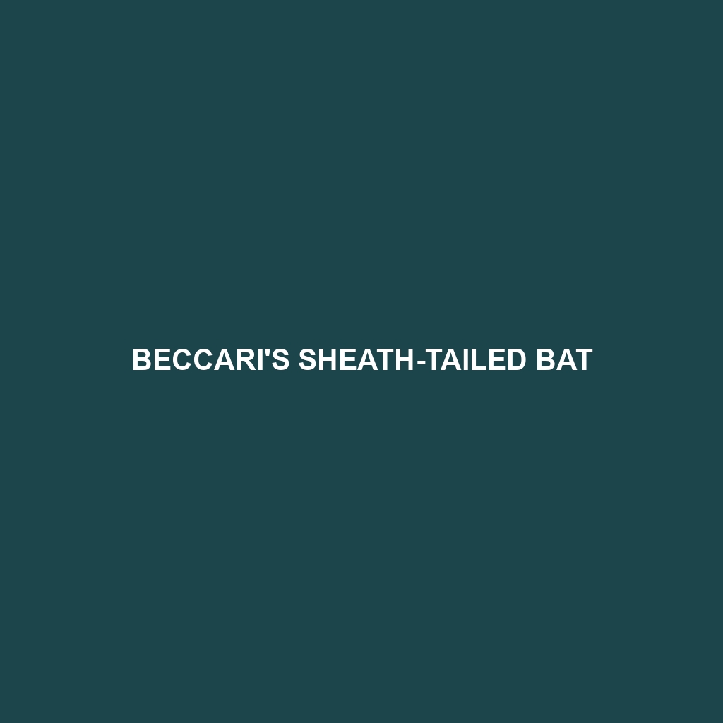 Beccari's Sheath-tailed Bat