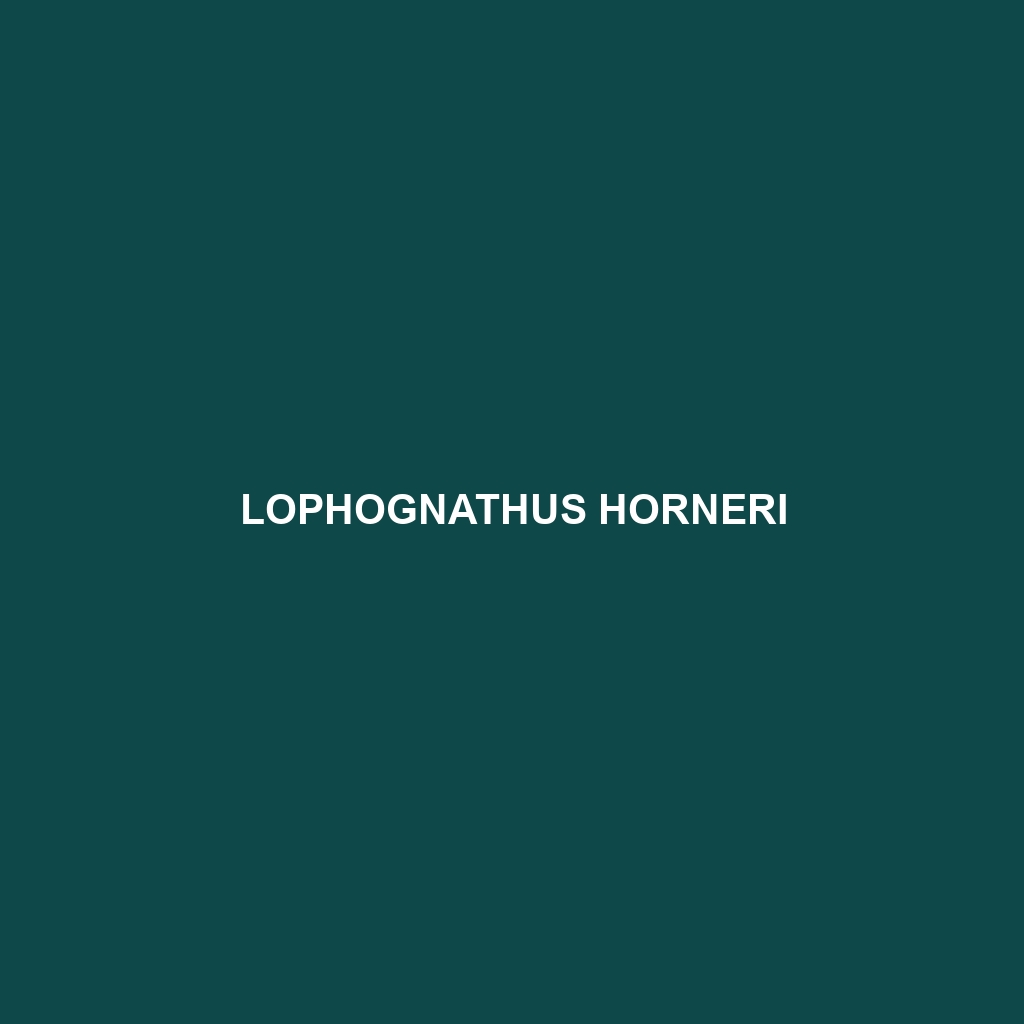 Lophognathus horneri