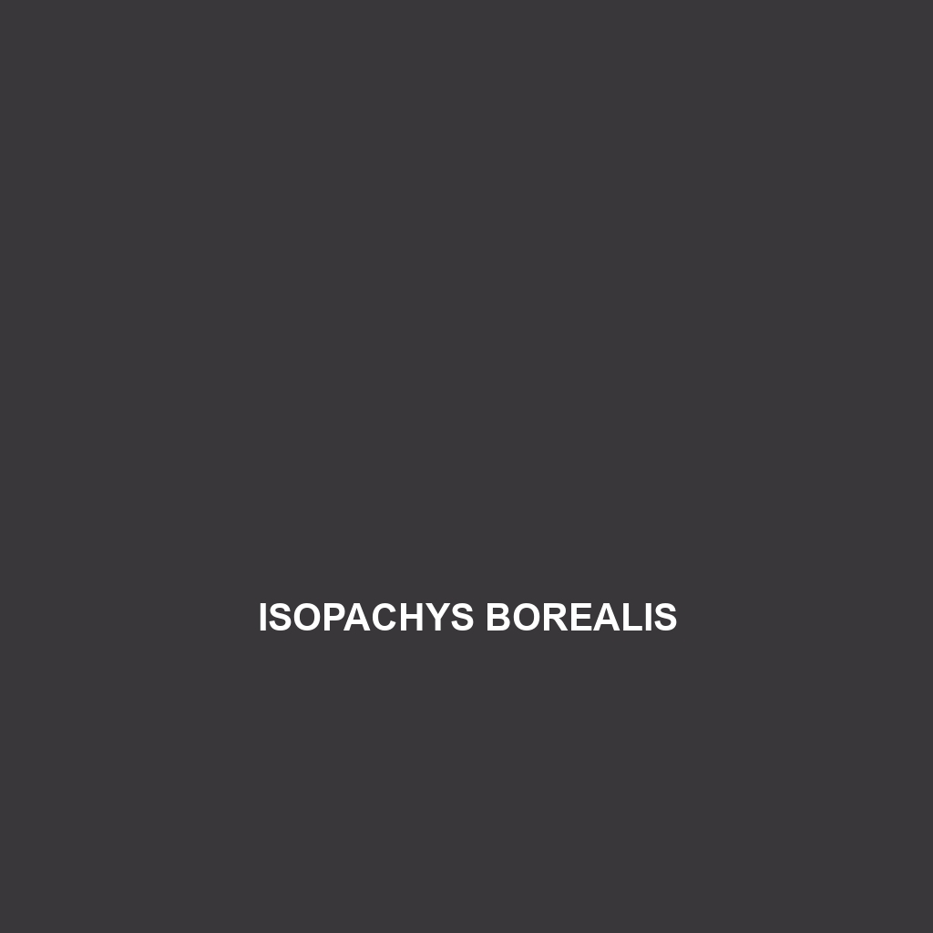 Isopachys borealis