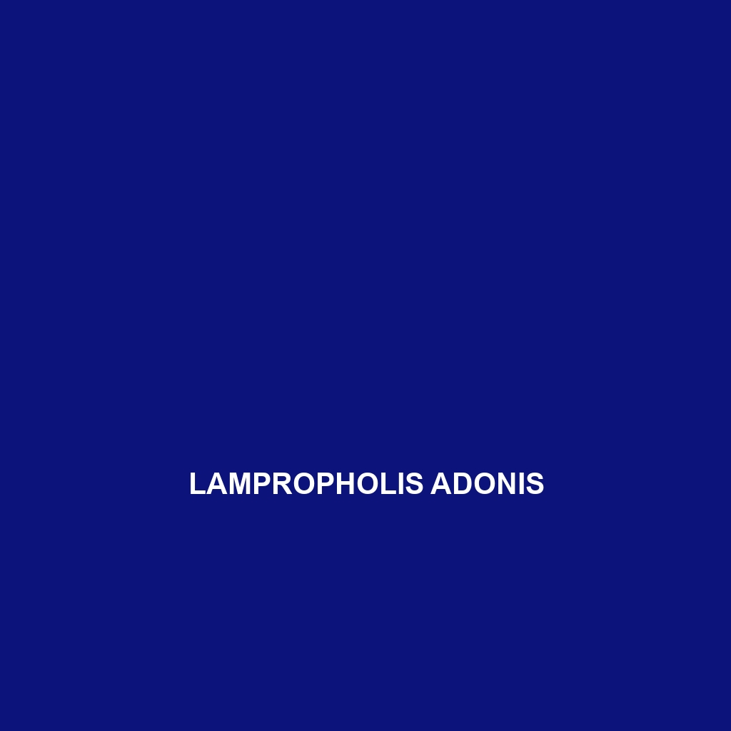 Lampropholis adonis