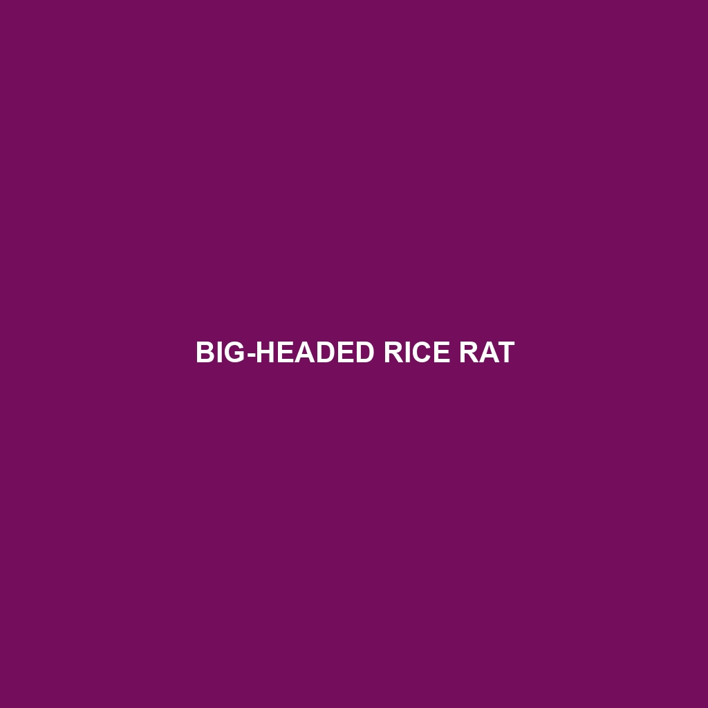 Big-headed Rice Rat