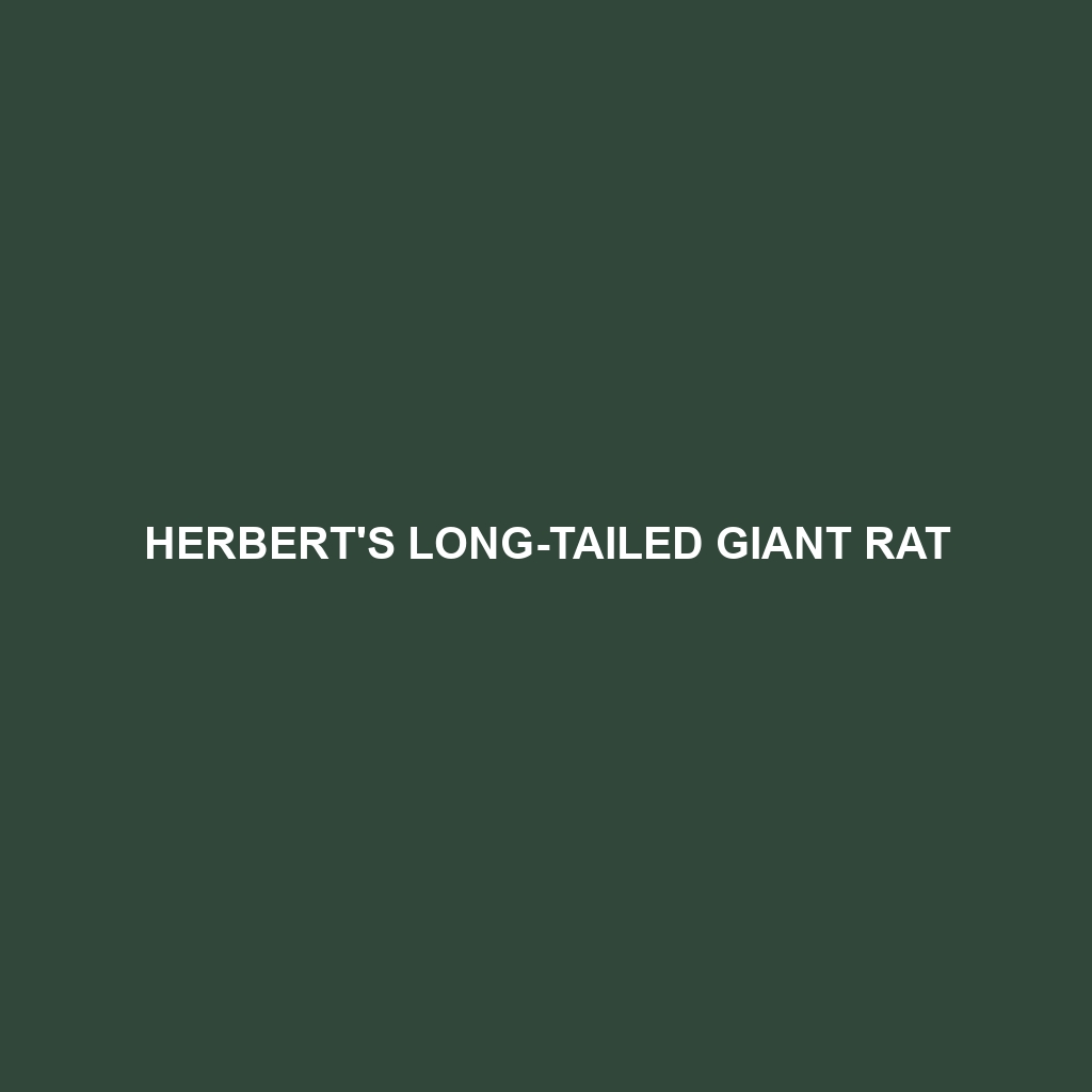 Herbert's Long-tailed Giant Rat