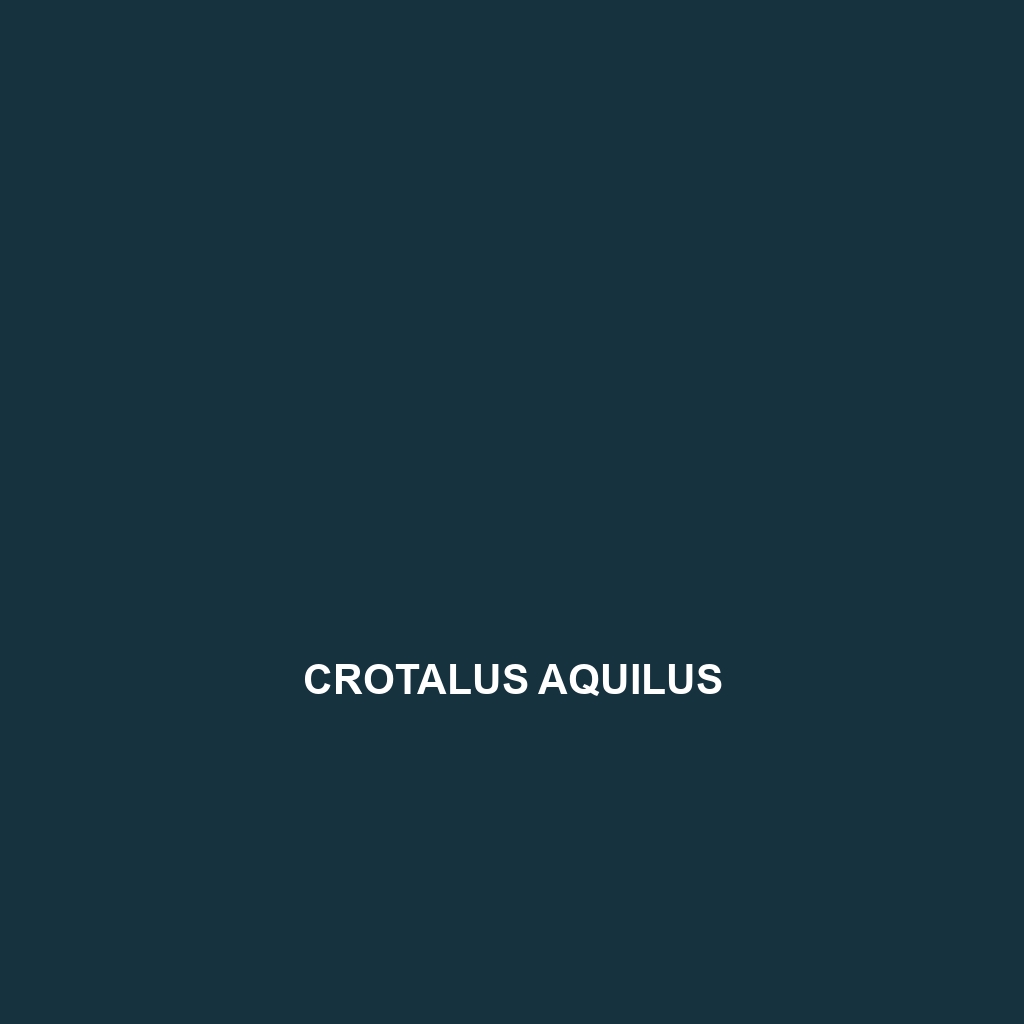 Crotalus aquilus