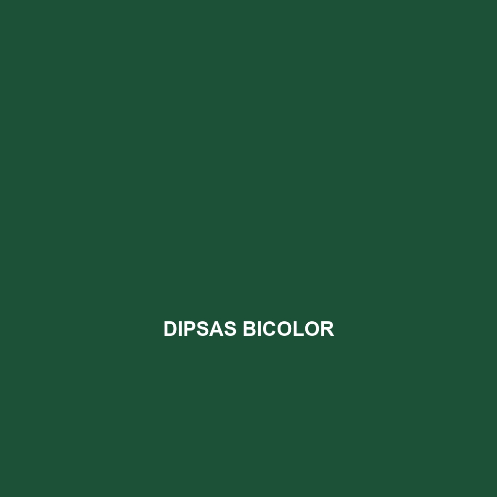 Dipsas bicolor