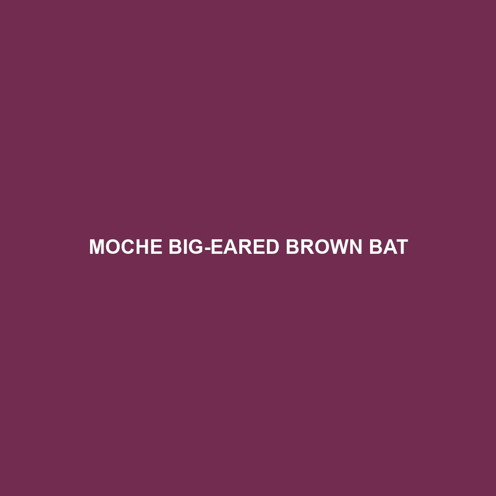 Moche Big-eared Brown Bat