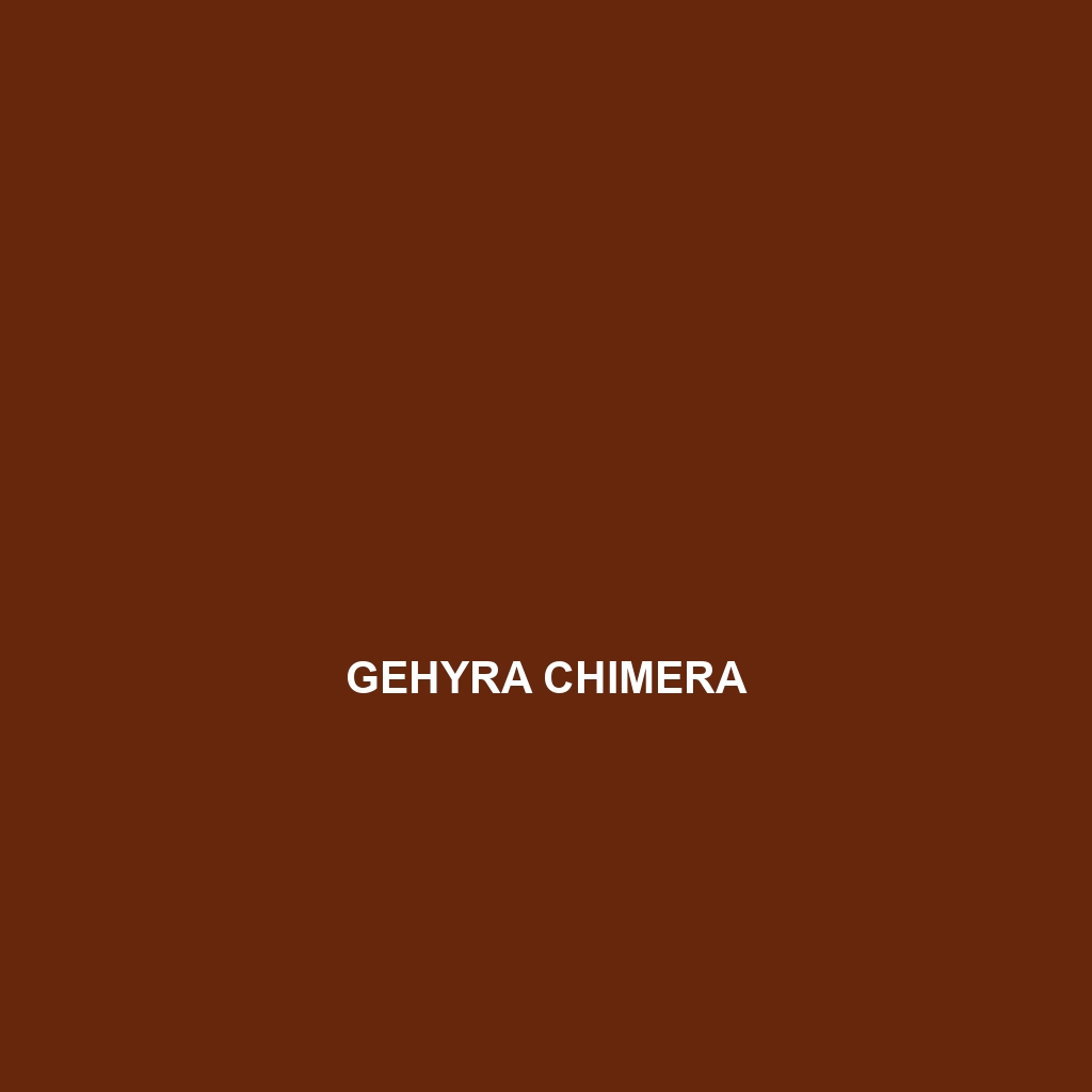 Gehyra chimera