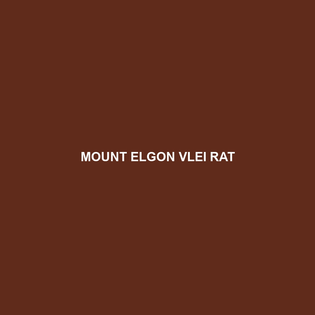 Mount Elgon Vlei Rat