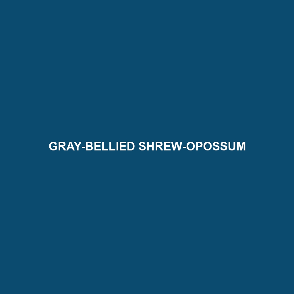 Gray-bellied Shrew-opossum