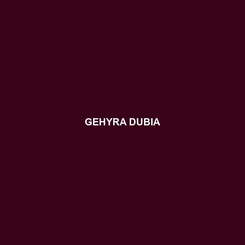 Gehyra dubia