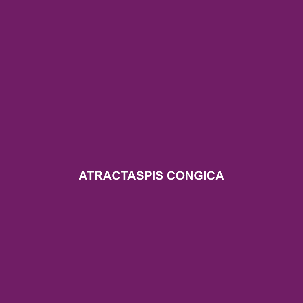 Atractaspis congica