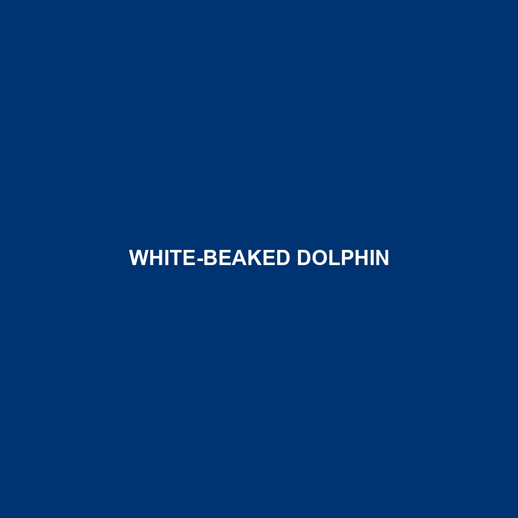 White-beaked Dolphin