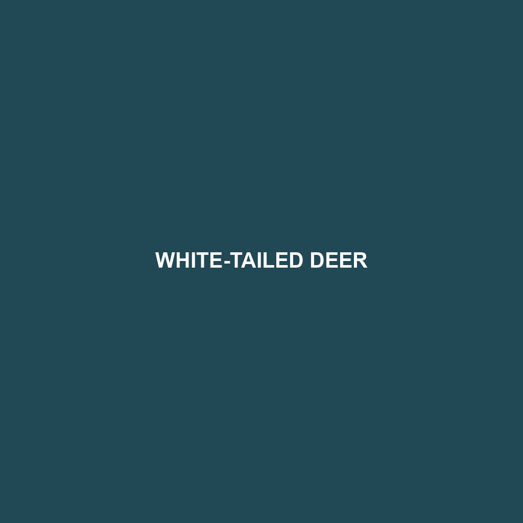 White-tailed Deer