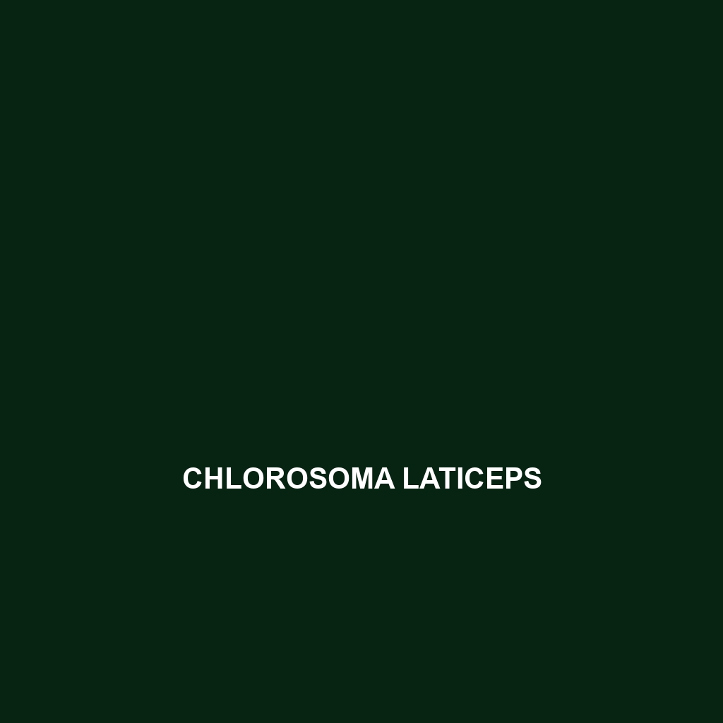 Chlorosoma laticeps