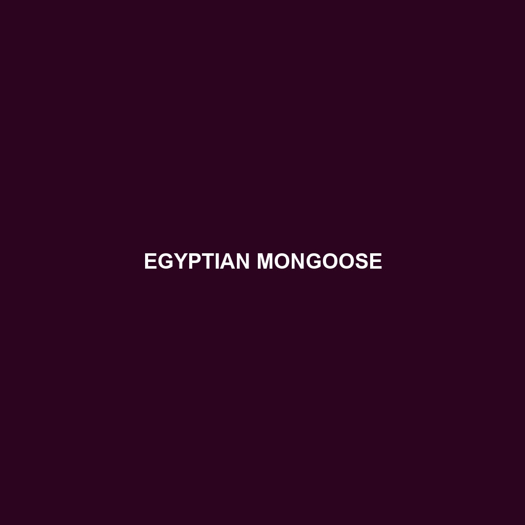 Egyptian Mongoose