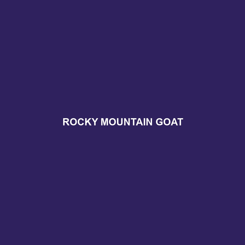 Rocky Mountain Goat