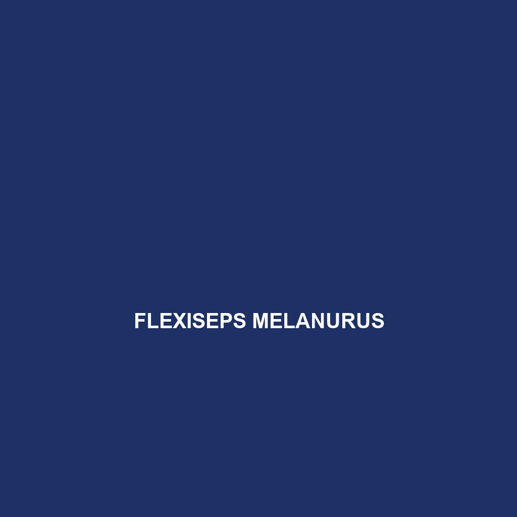 Flexiseps melanurus