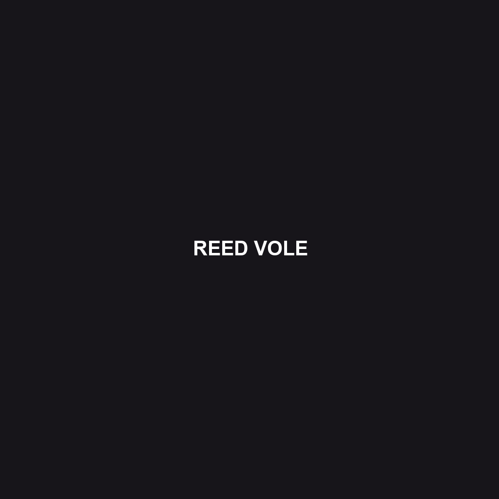 Reed Vole