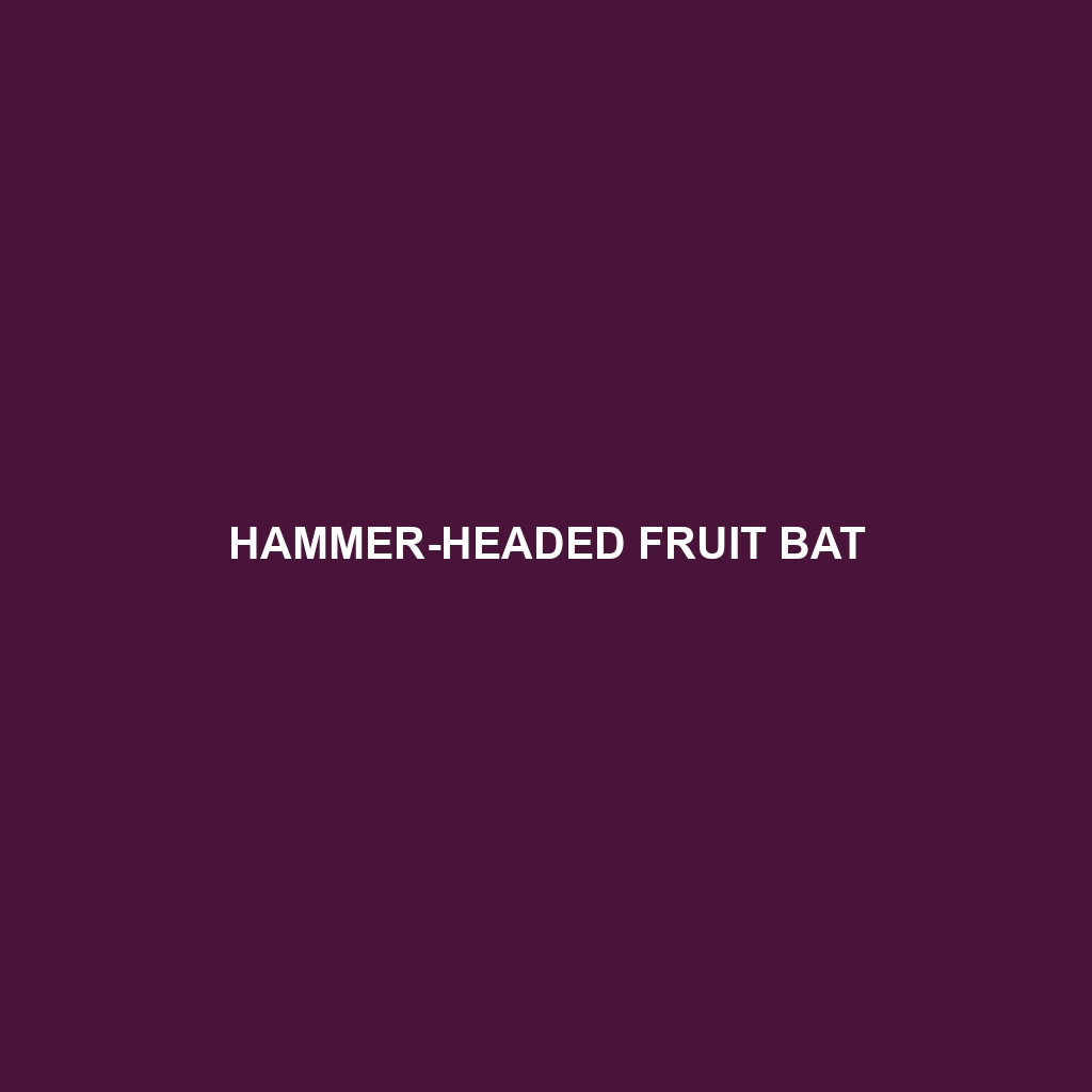 Hammer-headed Fruit Bat