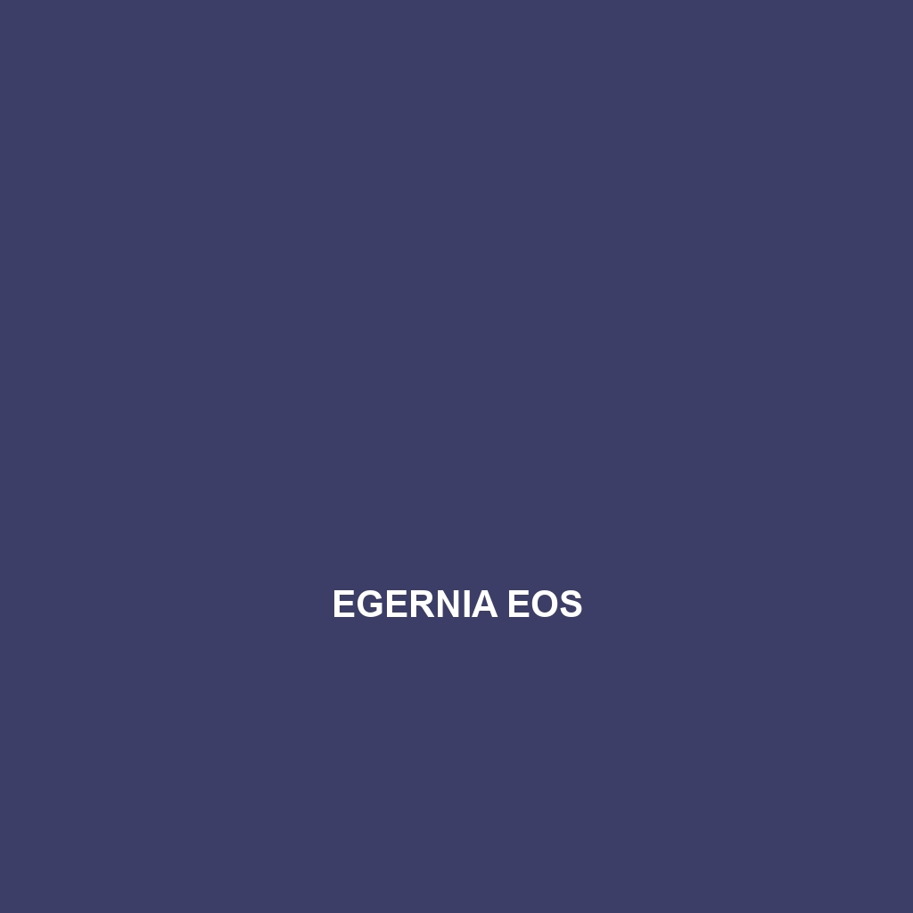 Egernia eos