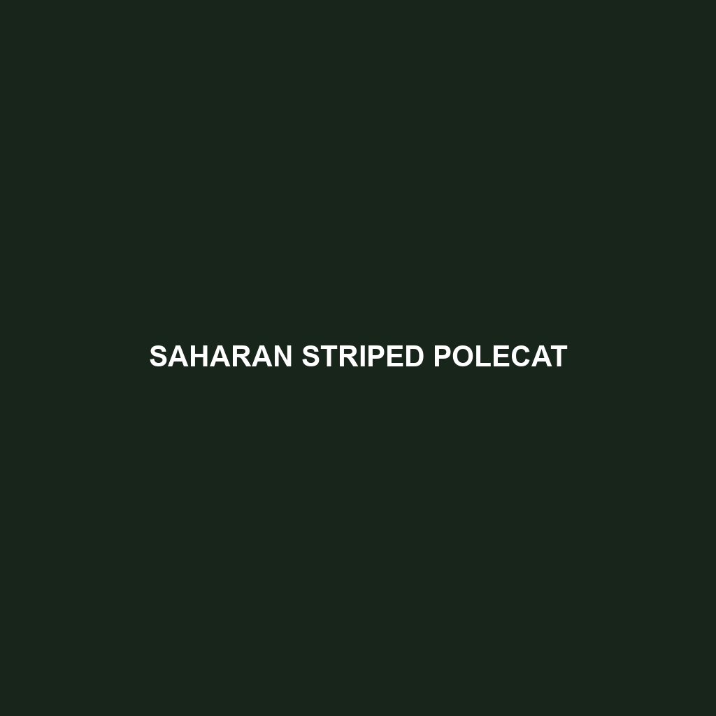 Saharan Striped Polecat