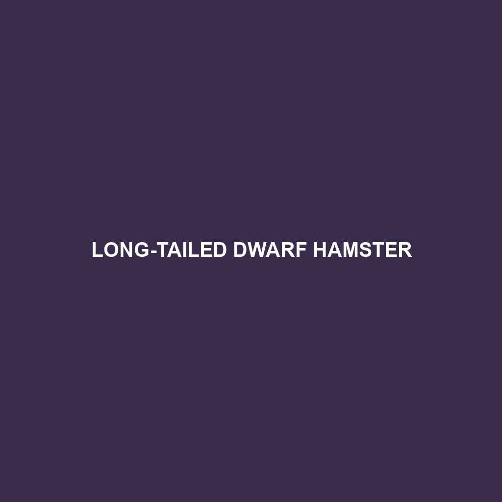 Long-tailed Dwarf Hamster