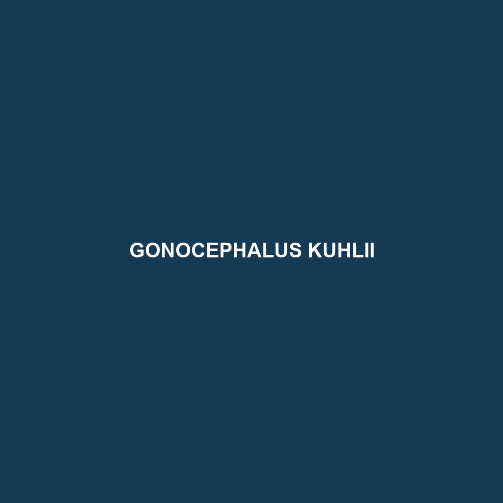 Gonocephalus kuhlii