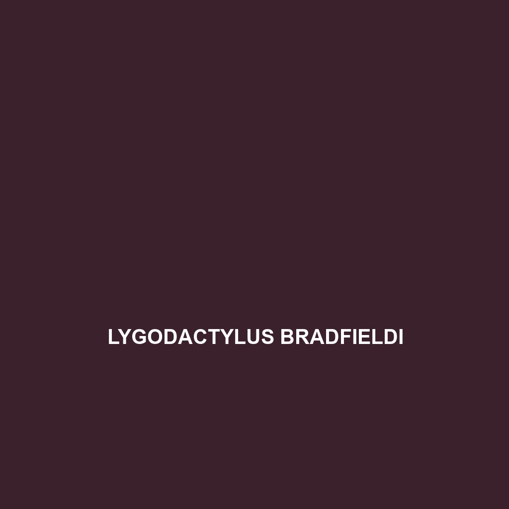 Lygodactylus bradfieldi