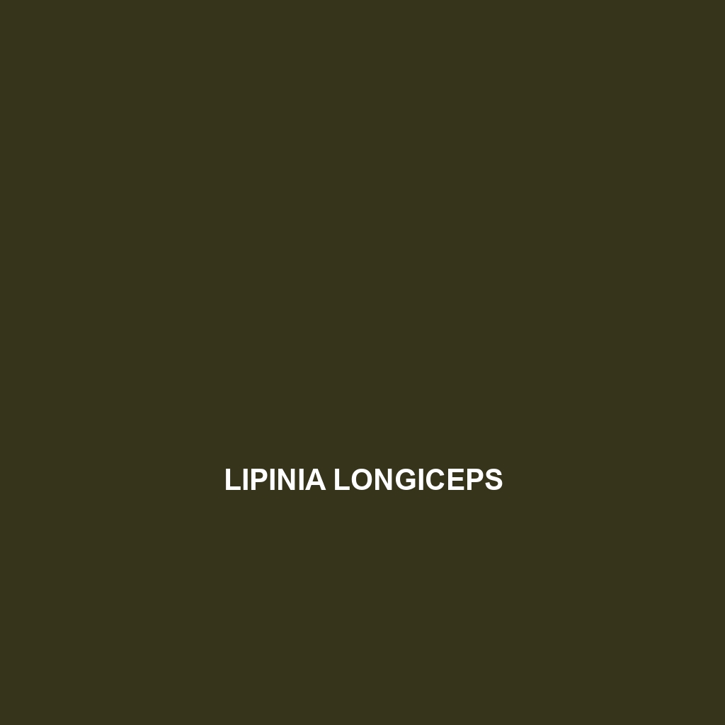 Lipinia longiceps