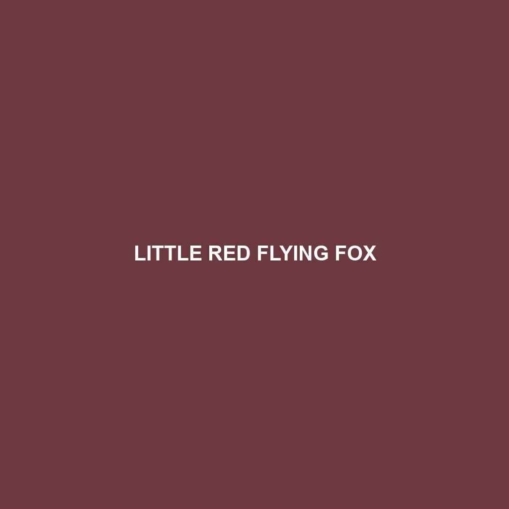 Little Red Flying Fox