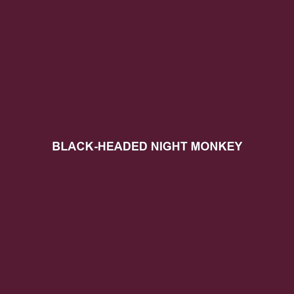 Black-headed Night Monkey