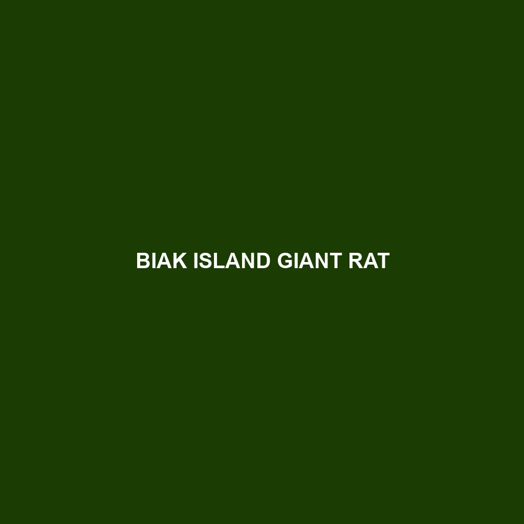 Biak Island Giant Rat