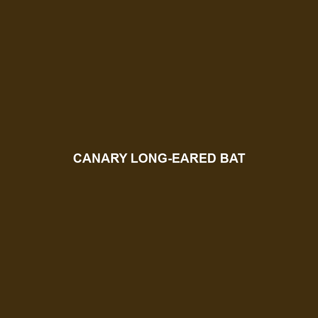 Canary Long-eared Bat