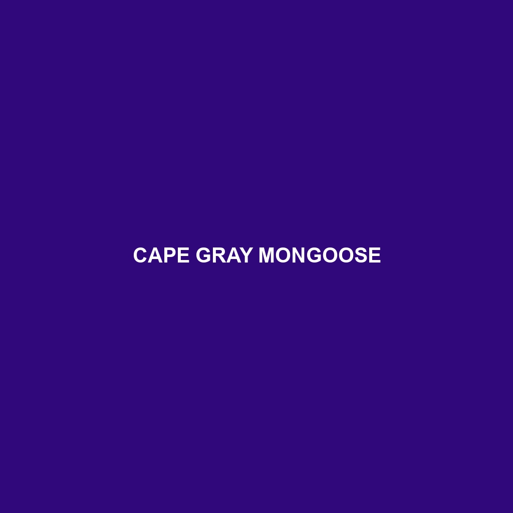 Cape Gray Mongoose