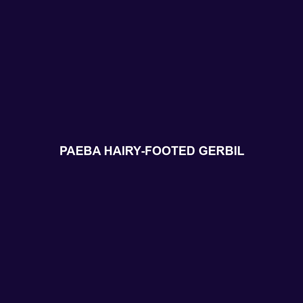 Paeba Hairy-footed Gerbil