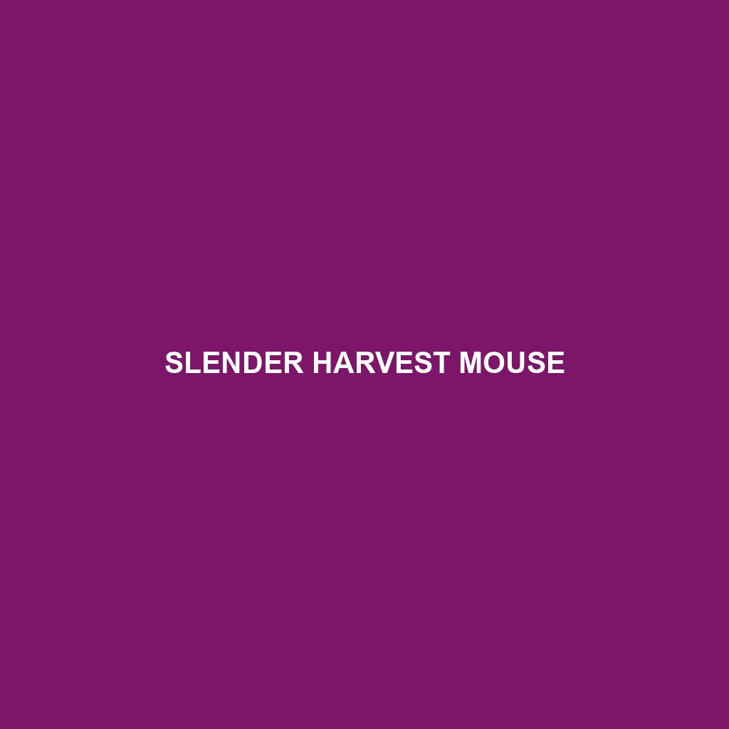 Slender Harvest Mouse