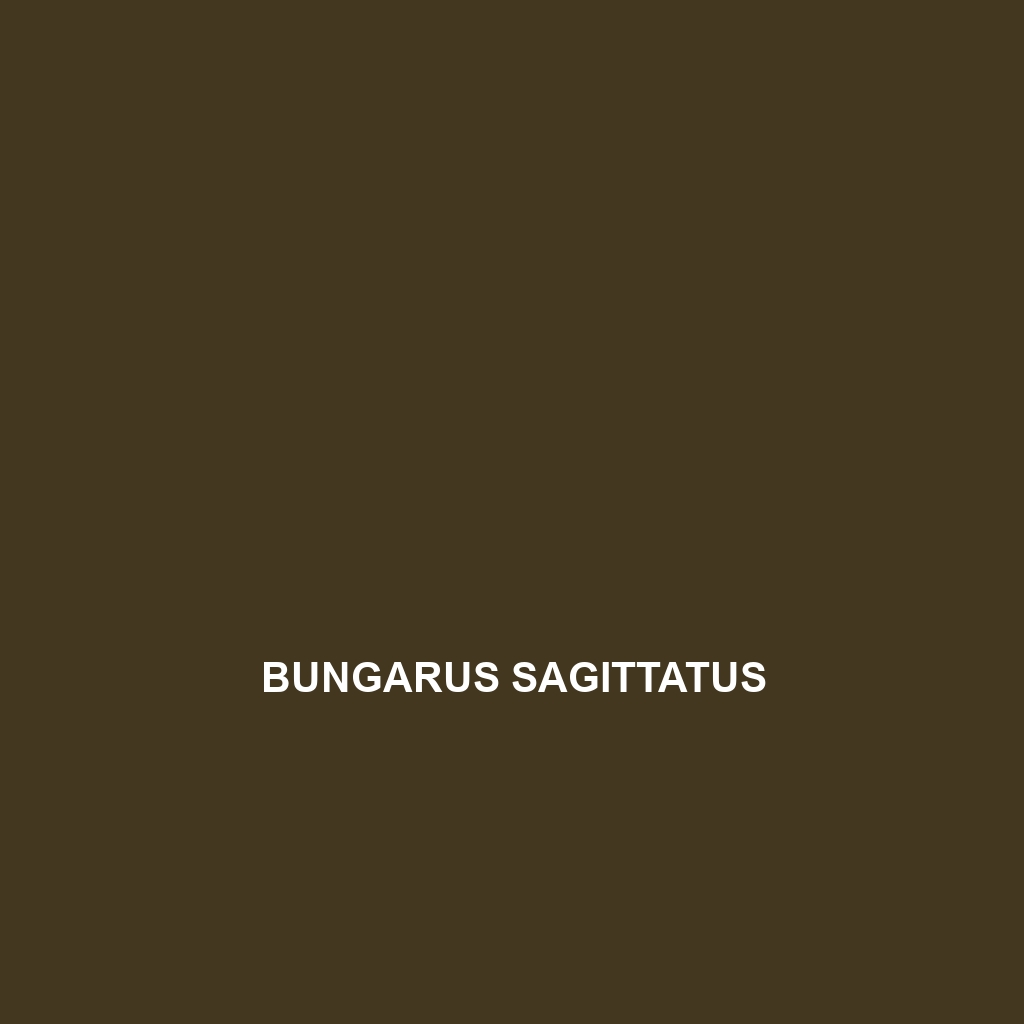 Bungarus sagittatus