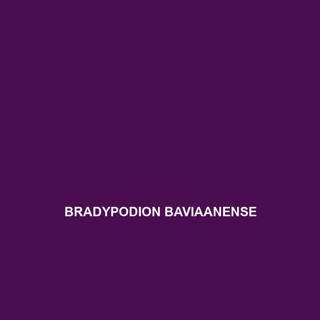 Bradypodion baviaanense