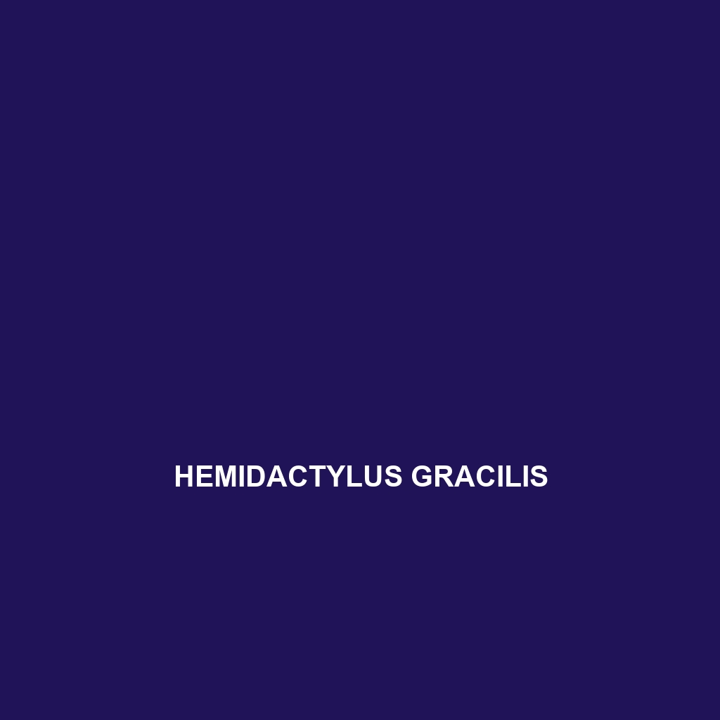 Hemidactylus gracilis