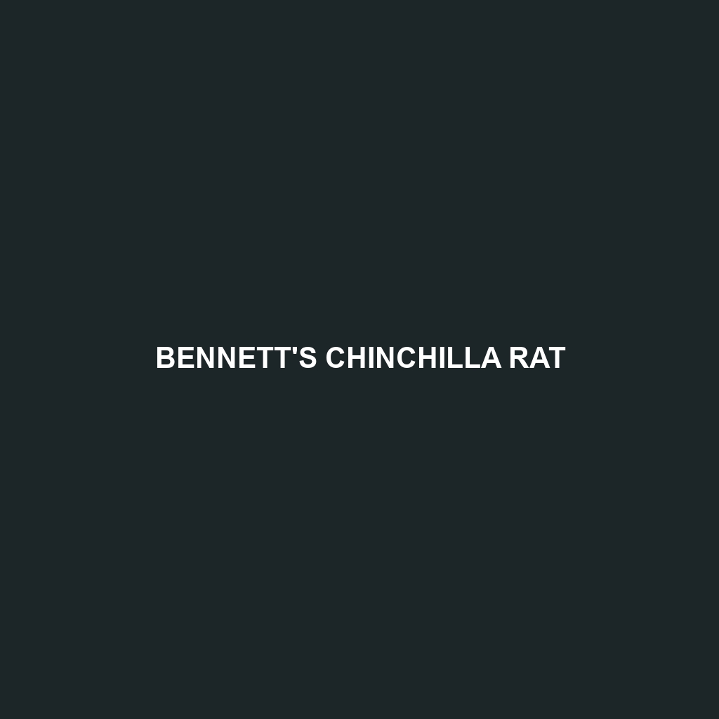 Bennett's Chinchilla Rat